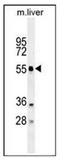 Autophagy Related 4D Cysteine Peptidase antibody, AP32159PU-N, Origene, Western Blot image 