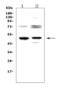 Fc Fragment Of IgE Receptor II antibody, LS-C313532, Lifespan Biosciences, Western Blot image 