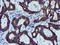 Decaprenyl Diphosphate Synthase Subunit 2 antibody, LS-C173555, Lifespan Biosciences, Immunohistochemistry frozen image 