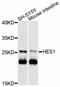 Hes-1 antibody, abx125939, Abbexa, Western Blot image 