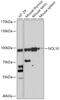 Nucleolar Protein 10 antibody, 18-095, ProSci, Western Blot image 