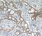 KRT18 antibody, FNab02206, FineTest, Immunohistochemistry frozen image 