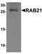 RAB21, Member RAS Oncogene Family antibody, TA326629, Origene, Western Blot image 