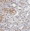 Capping Actin Protein, Gelsolin Like antibody, FNab01248, FineTest, Immunohistochemistry frozen image 