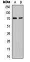 BGP antibody, orb235048, Biorbyt, Western Blot image 