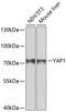 Yes Associated Protein 1 antibody, 14-020, ProSci, Western Blot image 