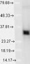 HO antibody, TA326354, Origene, Western Blot image 