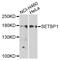 SET Binding Protein 1 antibody, abx005444, Abbexa, Western Blot image 