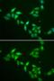 Thioredoxin Like 1 antibody, GTX16454, GeneTex, Immunofluorescence image 