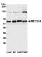 Methyltransferase Like 14 antibody, A305-847A-M, Bethyl Labs, Western Blot image 