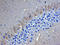 Syntaxin Binding Protein 1 antibody, AF5675, R&D Systems, Immunohistochemistry frozen image 