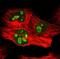 ETS Variant 4 antibody, NBP1-87960, Novus Biologicals, Immunofluorescence image 