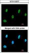Sestrin 3 antibody, LS-B14182, Lifespan Biosciences, Immunocytochemistry image 