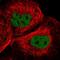 Kinetochore Scaffold 1 antibody, PA5-55360, Invitrogen Antibodies, Immunofluorescence image 