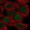 MYC Associated Zinc Finger Protein antibody, NBP2-57338, Novus Biologicals, Immunofluorescence image 