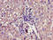 Growth Hormone Receptor antibody, orb400848, Biorbyt, Immunohistochemistry paraffin image 