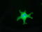 B7 antibody, TA501575, Origene, Immunofluorescence image 