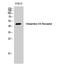 Histamine Receptor H4 antibody, A02549, Boster Biological Technology, Western Blot image 