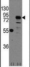 Cadherin 9 antibody, PA5-11485, Invitrogen Antibodies, Western Blot image 