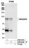 Rho GTPase Activating Protein 4 antibody, A305-231A, Bethyl Labs, Immunoprecipitation image 
