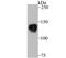 Pumilio homolog 1 antibody, NBP2-75638, Novus Biologicals, Western Blot image 