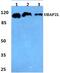 Ubiquitin Associated Protein 2 Like antibody, PA5-36998, Invitrogen Antibodies, Western Blot image 