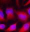 Vasodilator Stimulated Phosphoprotein antibody, orb14598, Biorbyt, Immunofluorescence image 