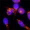 Trans-Golgi Network Protein 2 antibody, AF8059, R&D Systems, Immunocytochemistry image 