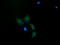 Mitochondrial Ribosomal Protein S34 antibody, LS-C174224, Lifespan Biosciences, Immunofluorescence image 