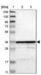 Mitochondrial Ribosomal Protein L2 antibody, NBP1-84513, Novus Biologicals, Western Blot image 
