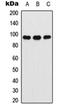 Ataxin 7 antibody, orb235033, Biorbyt, Western Blot image 