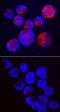 Semaphorin-3B antibody, MAB5440, R&D Systems, Immunocytochemistry image 