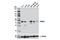 DRG1 antibody, 9395S, Cell Signaling Technology, Western Blot image 