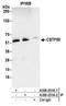 Cleavage Stimulation Factor Subunit 1 antibody, A301-251A, Bethyl Labs, Immunoprecipitation image 