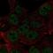Homeobox protein Hox-B8 antibody, NBP2-56537, Novus Biologicals, Immunofluorescence image 