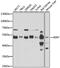 X-Linked Inhibitor Of Apoptosis antibody, GTX33586, GeneTex, Western Blot image 