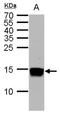 Histone H3 antibody, NBP2-43763, Novus Biologicals, Western Blot image 