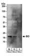 BH3-interacting domain death agonist antibody, A300-168A, Bethyl Labs, Western Blot image 