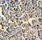 Zinc Activated Ion Channel antibody, LS-C160709, Lifespan Biosciences, Immunohistochemistry paraffin image 
