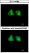 Echinoderm microtubule-associated protein-like 1 antibody, GTX114382, GeneTex, Immunocytochemistry image 