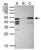 RFP antibody, NBP2-43580, Novus Biologicals, Immunoprecipitation image 