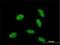 Retina And Anterior Neural Fold Homeobox antibody, H00030062-M02, Novus Biologicals, Immunofluorescence image 