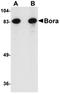 BORA Aurora Kinase A Activator antibody, orb75177, Biorbyt, Western Blot image 