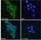 SCA2 antibody, 42-628, ProSci, Enzyme Linked Immunosorbent Assay image 