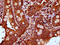 Plastin 1 antibody, CSB-PA623928LA01HU, Cusabio, Immunohistochemistry frozen image 