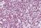 H2A Histone Family Member X antibody, MBS243017, MyBioSource, Immunohistochemistry paraffin image 