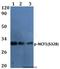 Neutrophil Cytosolic Factor 1 antibody, A01586S328, Boster Biological Technology, Western Blot image 