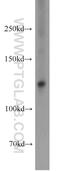 RNA Binding Motif Protein 26 antibody, 16823-1-AP, Proteintech Group, Western Blot image 