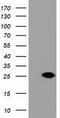 Dual Specificity Phosphatase And Pro Isomerase Domain Containing 1 antibody, CF501811, Origene, Western Blot image 