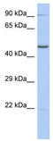 Zinc Finger Protein 669 antibody, TA341398, Origene, Western Blot image 